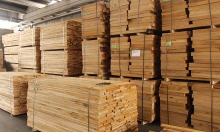 Các loại gỗ giá rẻ tại Việt Nam – Đặc điểm, ứng dụng và lưu ý khi lựa chọn