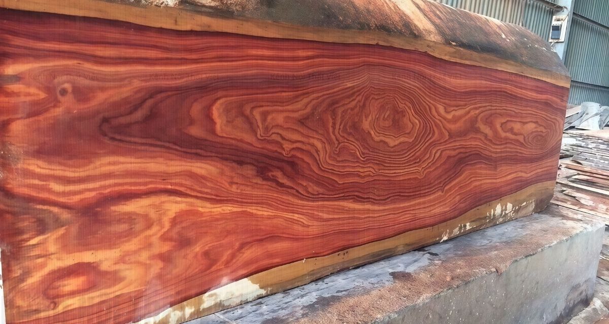 Các loại gỗ quý Việt Nam – Đẳng cấp trong từng thớ gỗ | Kênh Nội Thất Việt