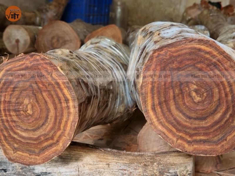 hình ảnh gỗ sưa quý  hiếm