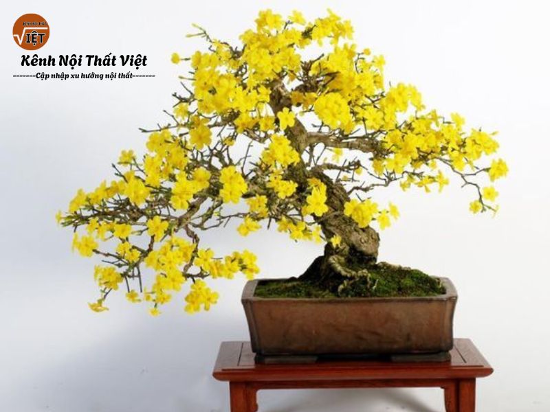 ý nghĩa của hoa mai trong phong thủy