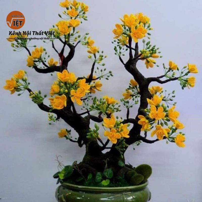 Ai nen trưng hoa mai để hút may mắn