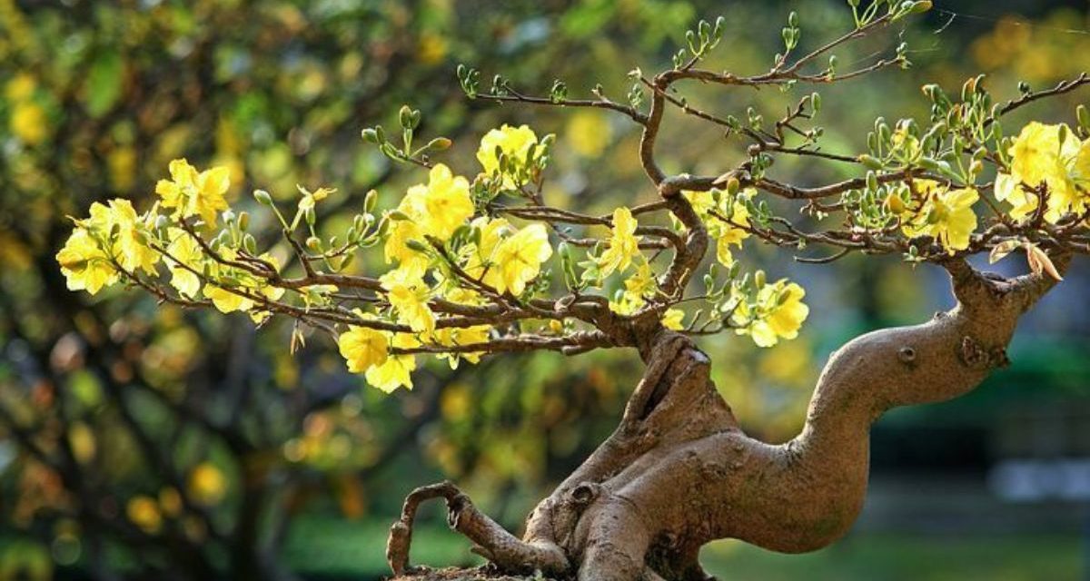 Giải mã ý nghĩa phong thủy sâu sắc của hoa mai: Cốt cách quân tử và vận may khởi sắc