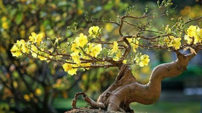 Hoa mai trong phong thủy người của Việt Nam