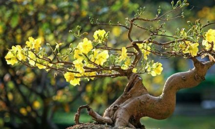 Giải mã ý nghĩa phong thủy sâu sắc của hoa mai: Cốt cách quân tử và vận may khởi sắc