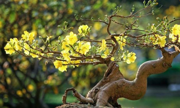 Giải mã ý nghĩa phong thủy sâu sắc của hoa mai: Cốt cách quân tử và vận may khởi sắc