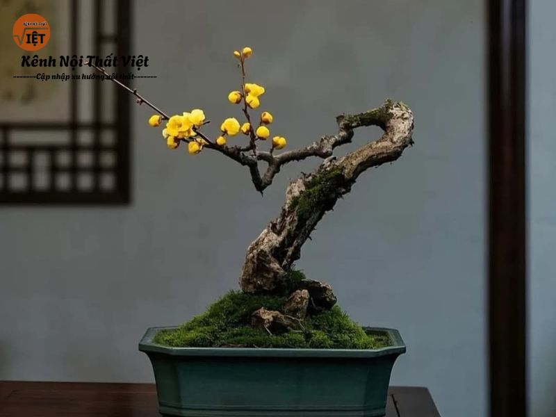 Nghệ thuật bày trí cây hoa mai đúng phong thủy