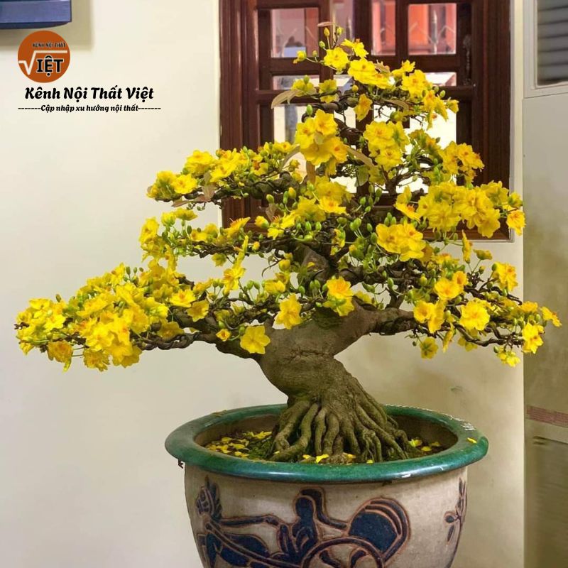 Hoa mai phong thủy của người Việt Nam